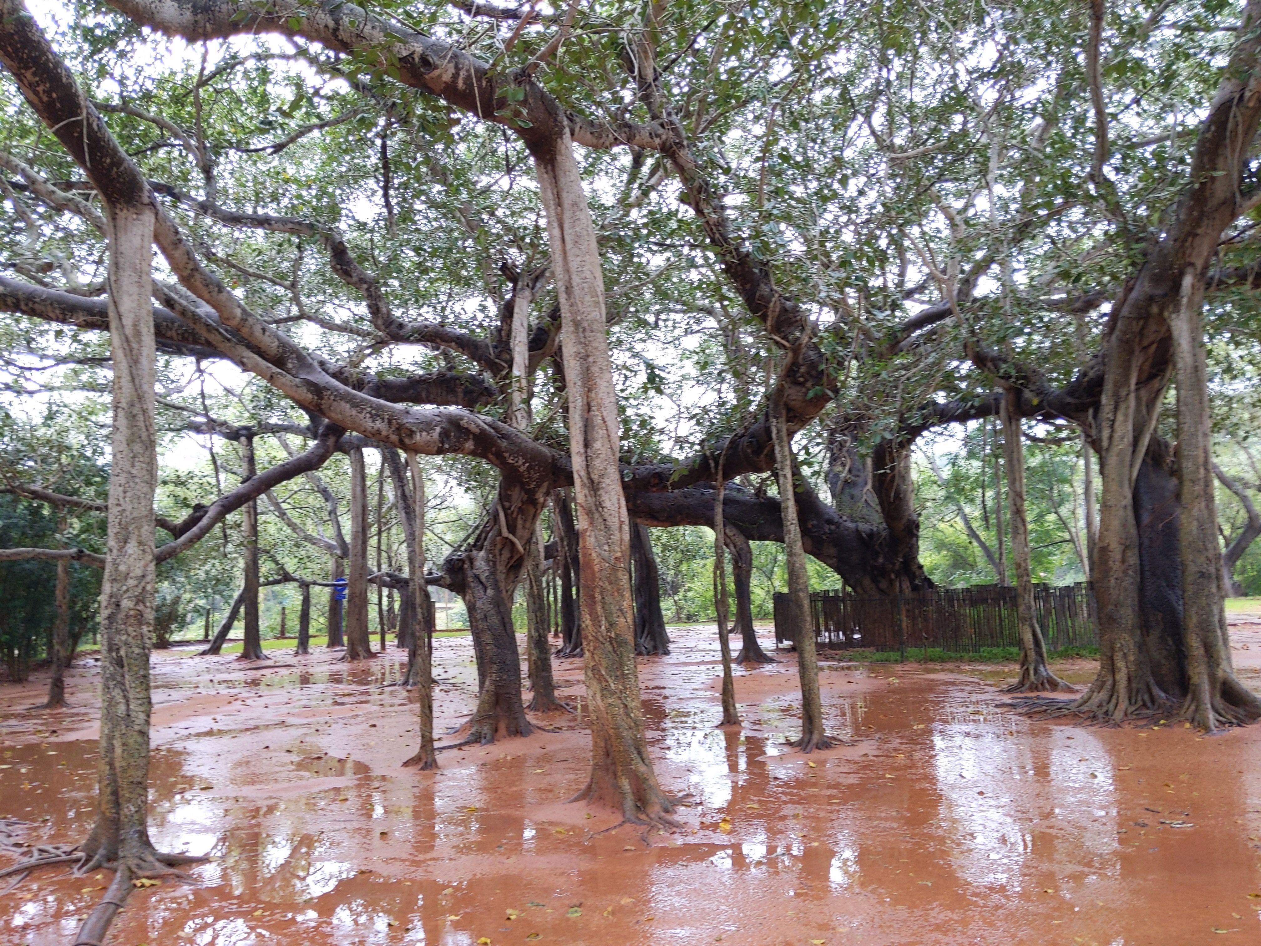 A large tree with a lot of thick aerial prop roots