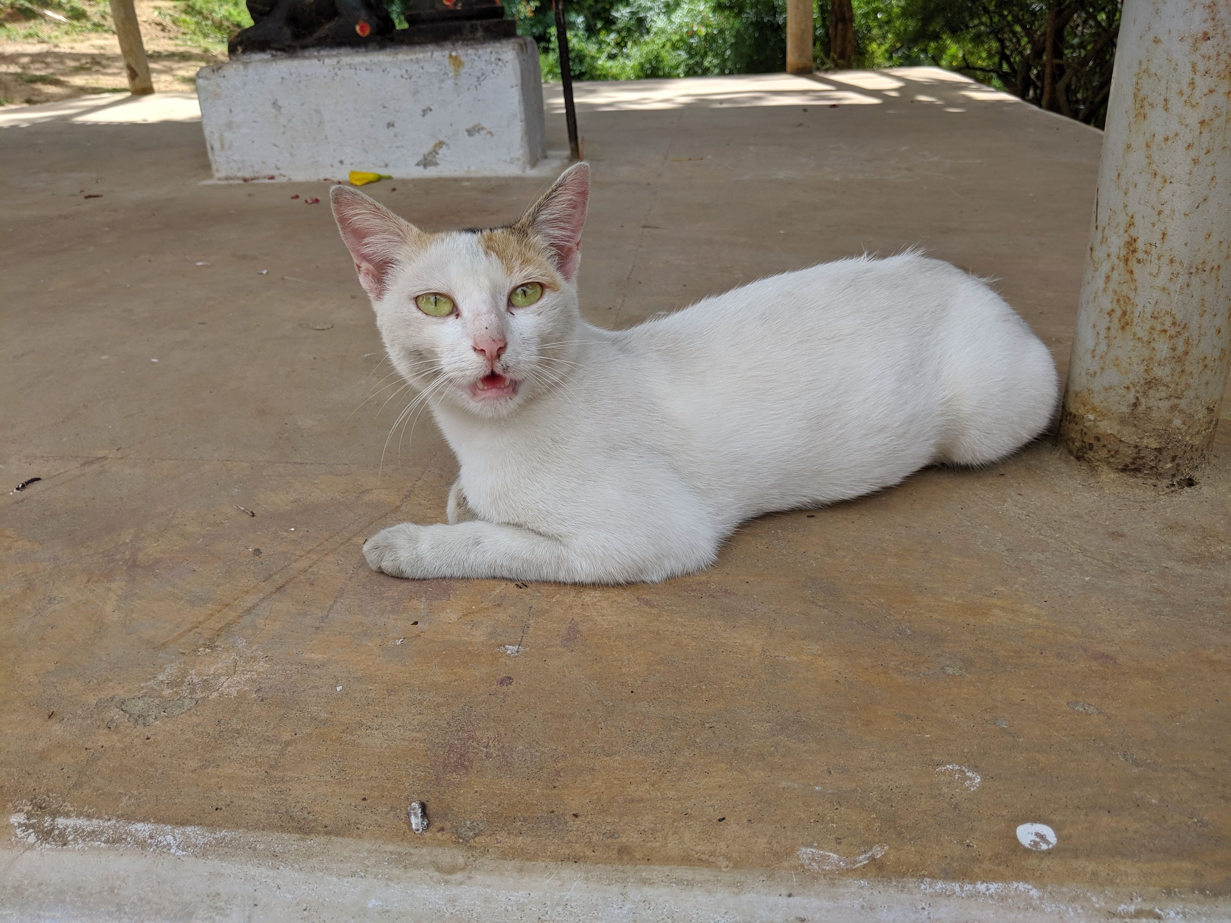 A white cat lying on a porch with its green eyes wide open