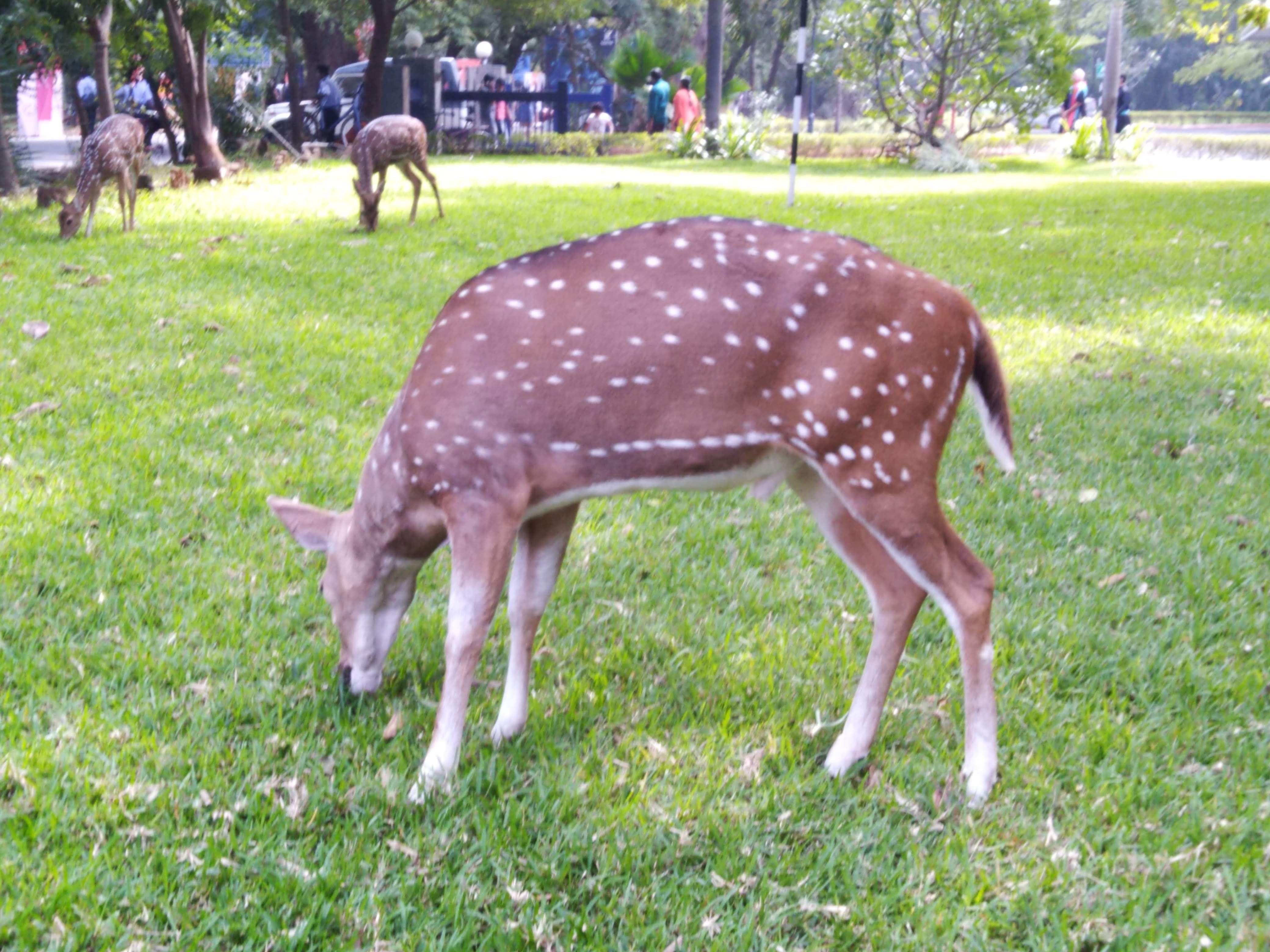 A herd of deer grazing over green grass