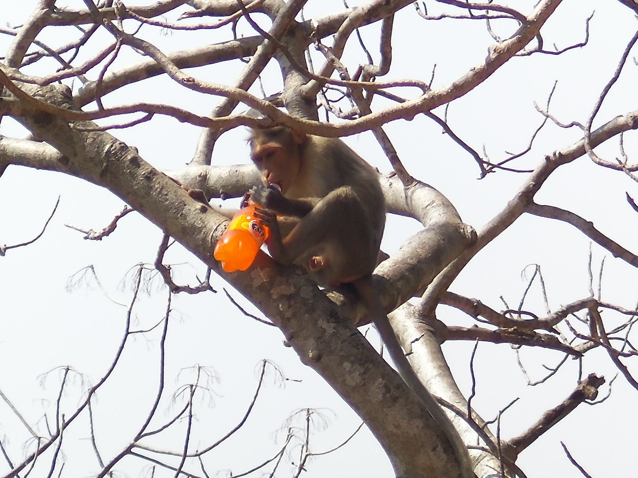 A monkey drinking a carbonated drink (fanta) while sitting on top of a tree