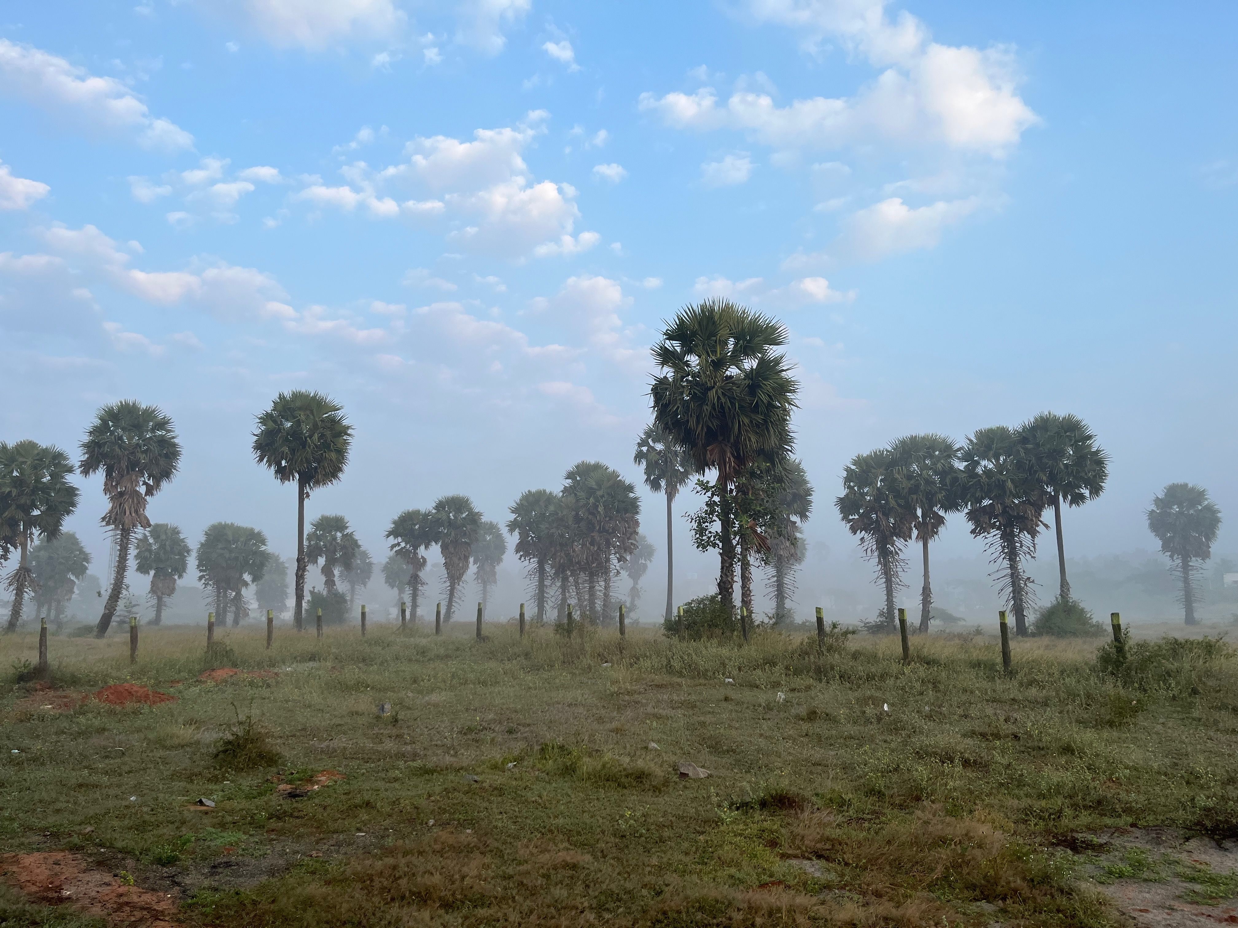 A place filled with palm trees amids a foggy morning