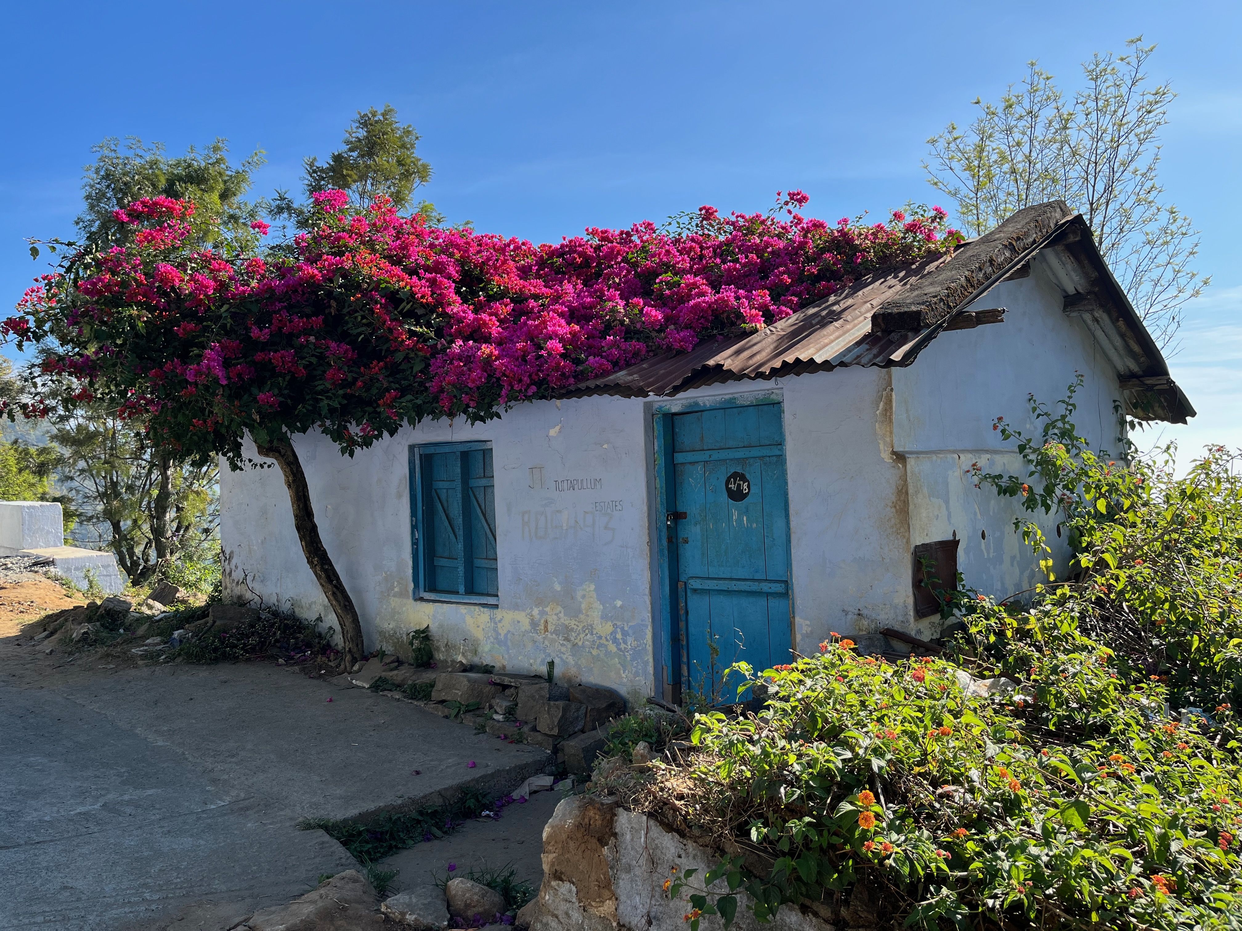 A house situated in the hills with it's roof covered with pink flowers