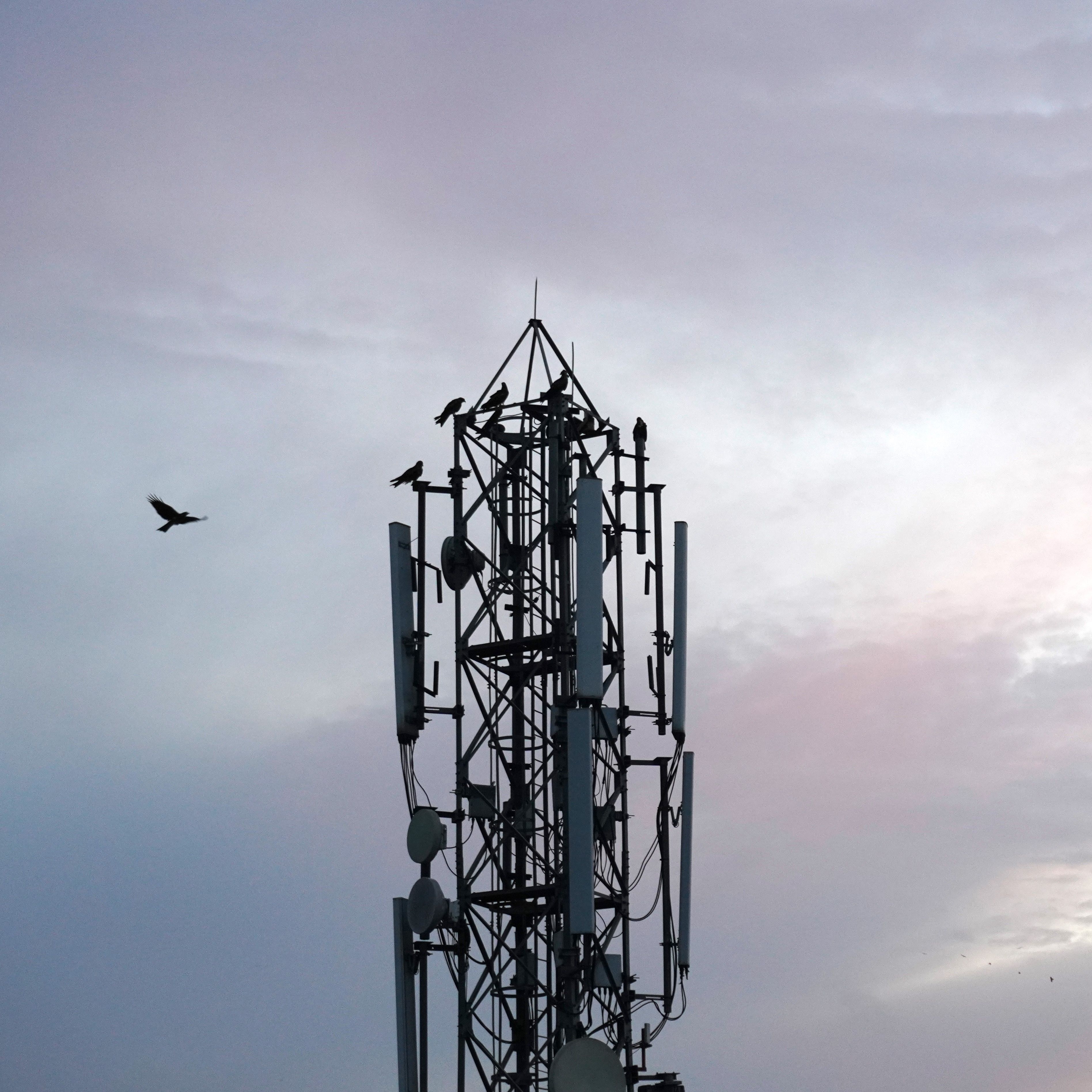 A cell phone tower with more than 5 birds sitting on top of it and one more approaching the top