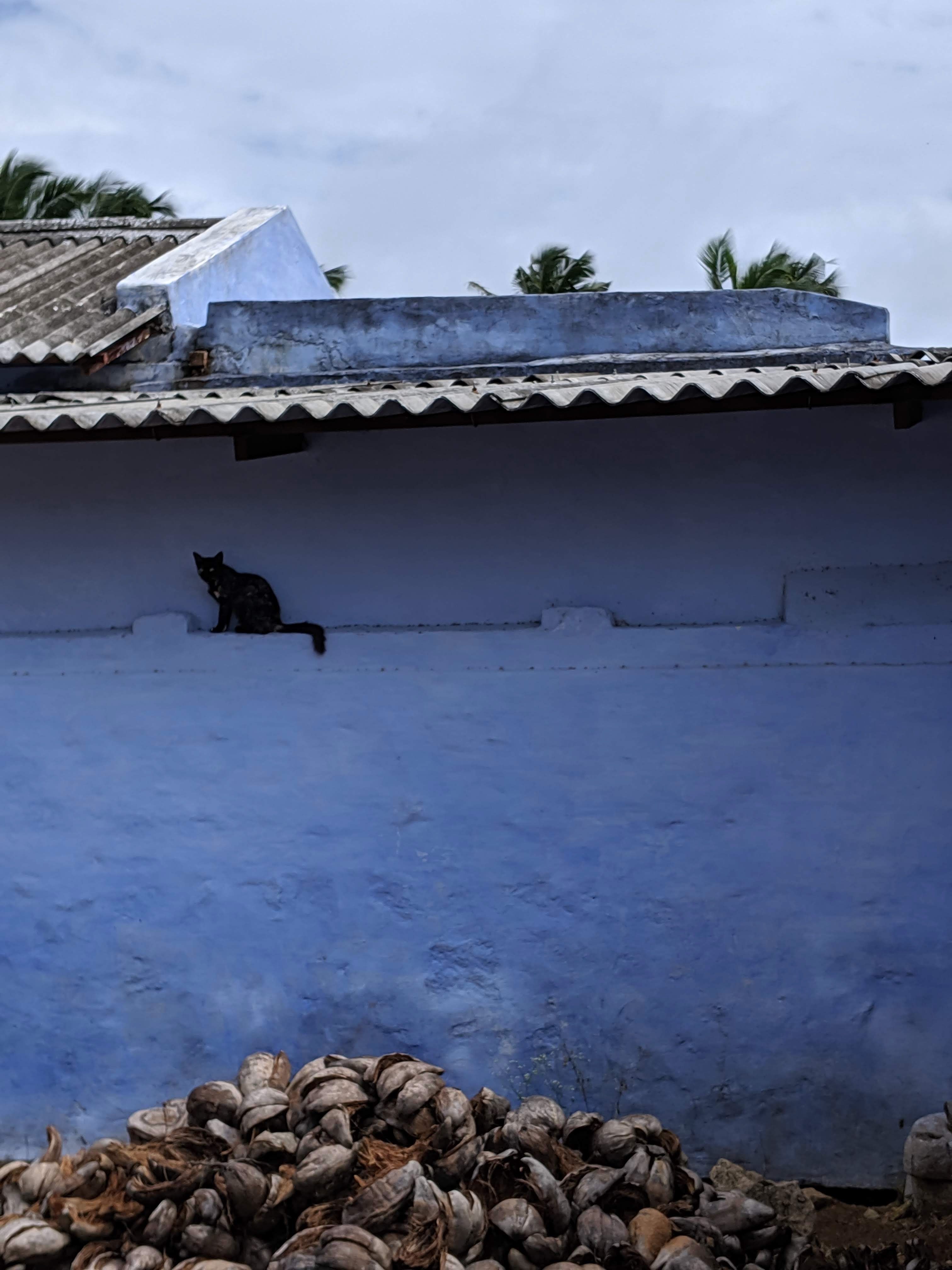 A black cat sitting on the walls of a white house